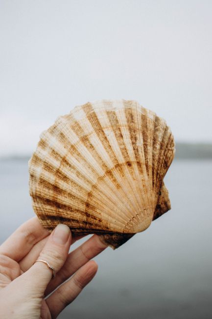 A close-up of a hand holding a scallop shell against a blurred ocean background.
