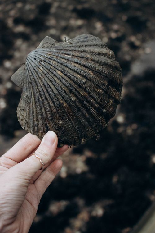 Free A close-up of a hand wearing a ring, holding a large scallop shell outdoors. Stock Photo