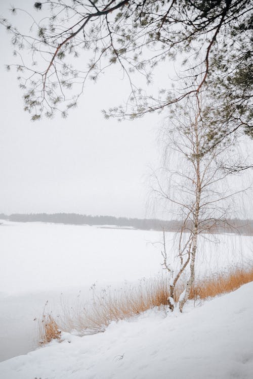 Fotos de stock gratuitas de a orillas del lago, arboles, congelado
