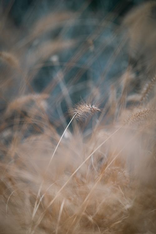 Free A tranquil close-up shot of dry grass capturing the essence of rural nature. Stock Photo