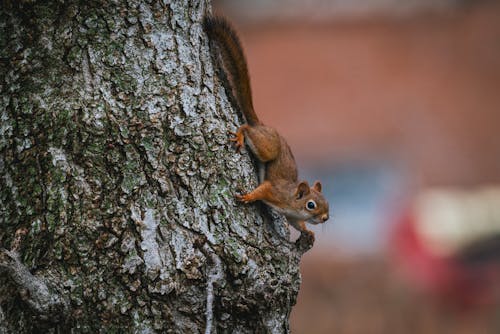 Squirrel on Tree 