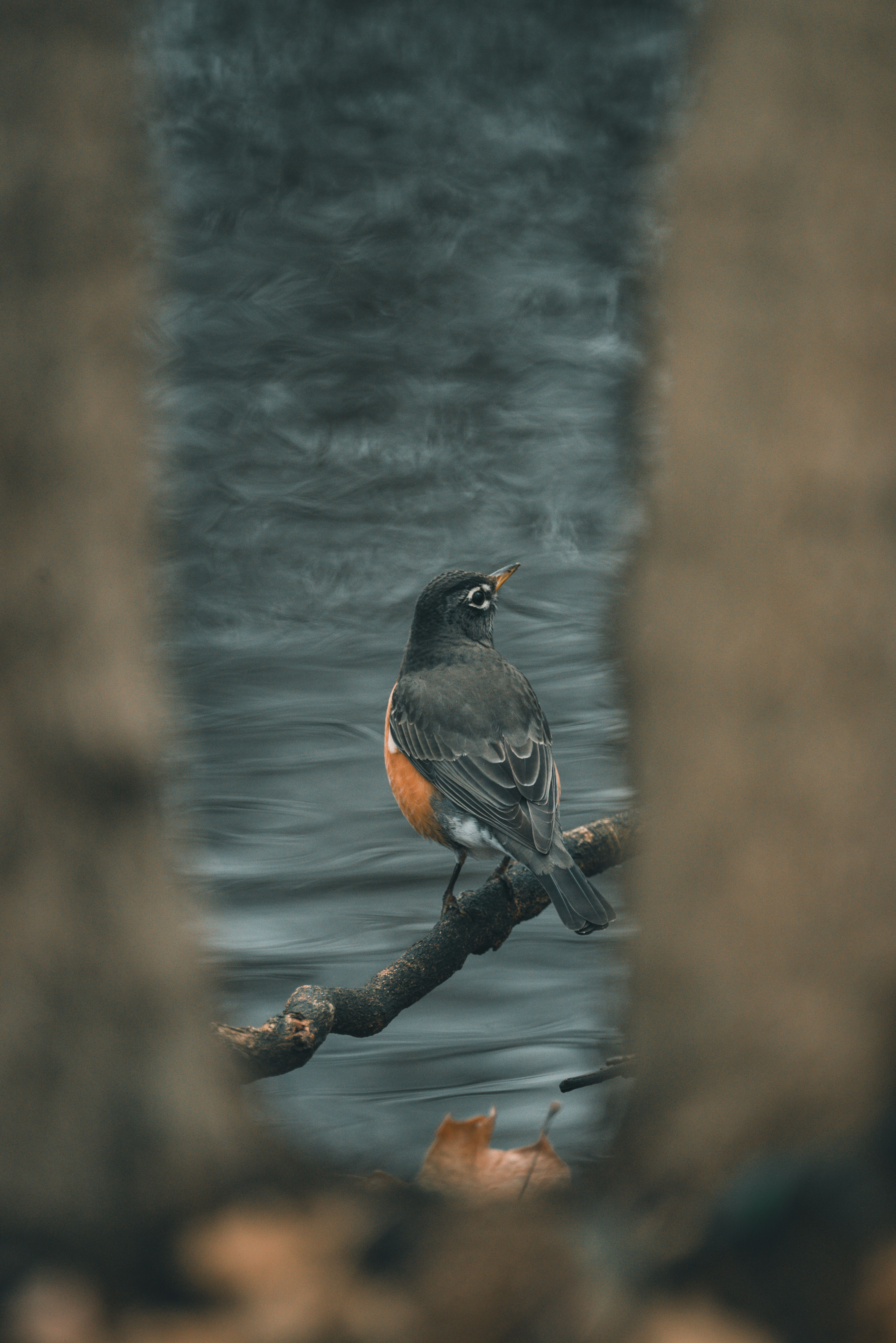 Capture of an American Robin perched on a branch by a river, showcasing wildlife beauty.