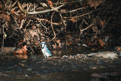 Foto stok gratis alam, binatang, burung