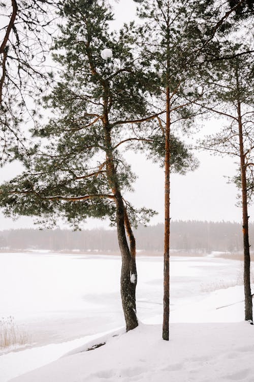 Trees and a Frozen Lake in Winter 