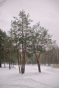 Tranquil winter forest scene with tall pine trees covered in snow, evoking a peaceful countryside feel.