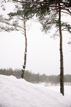 A tranquil winter landscape with snow and pine trees in a peaceful forest setting.