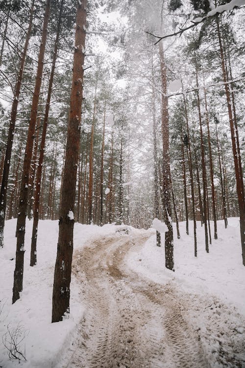 Country Road in a Winter Forest 