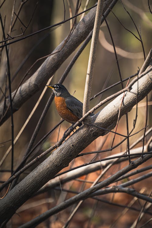 Close-up of a Bird Perching on a Branch 