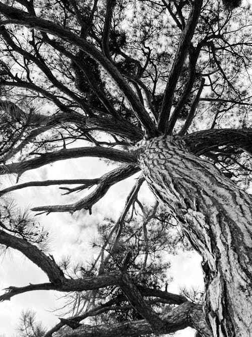 Branches on a Tree in Black and White