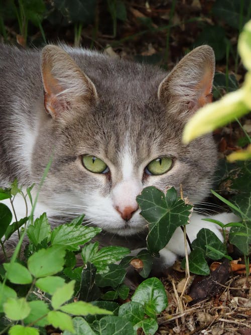 Gratis stockfoto met dierenfotografie, fluffig, huisdier