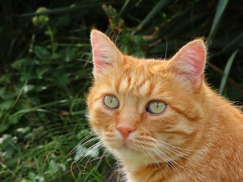 動物攝影, 姜貓, 寵物 的 免費圖庫相片