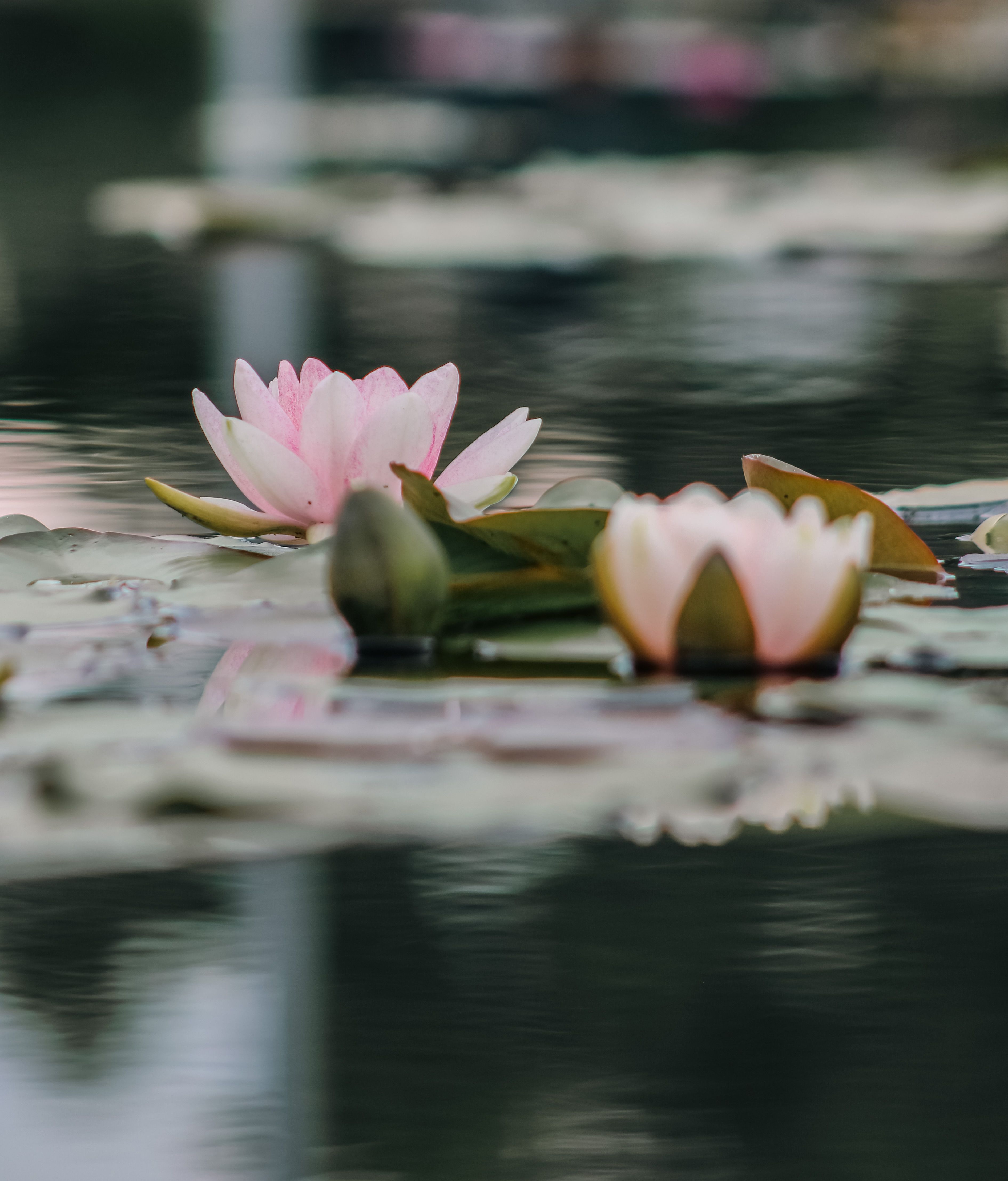 Pink Water Lily Flowers in the Pond · Free Stock Photo