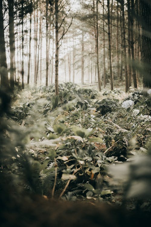 Lush Forest Floor during a Foggy Weather