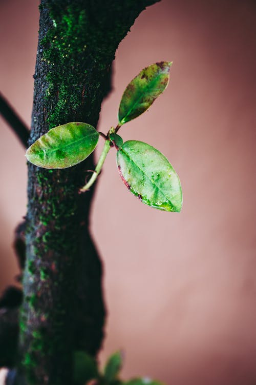 bitki, bokeh, büyüme içeren Ücretsiz stok fotoğraf