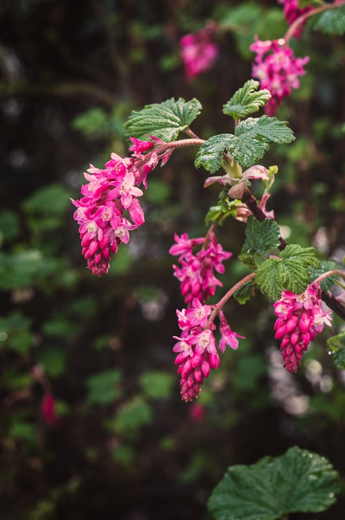 Pink Flowers of Red Currant 