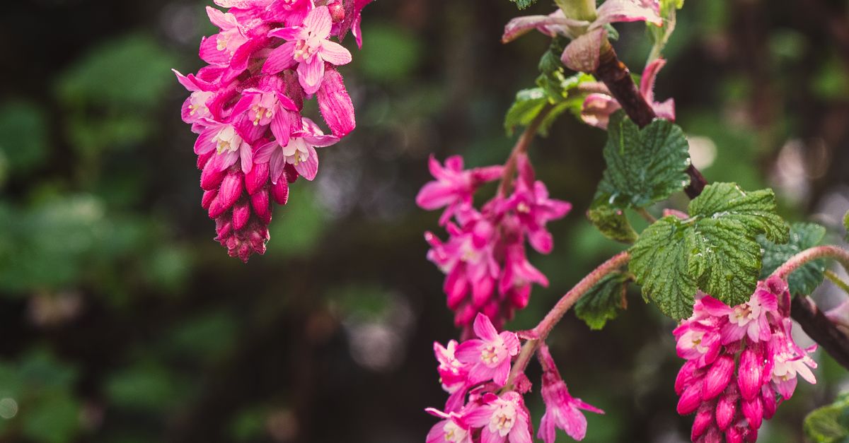 Currant Tree Flower Pink Flowers of Red Currant · Free Stock Photo