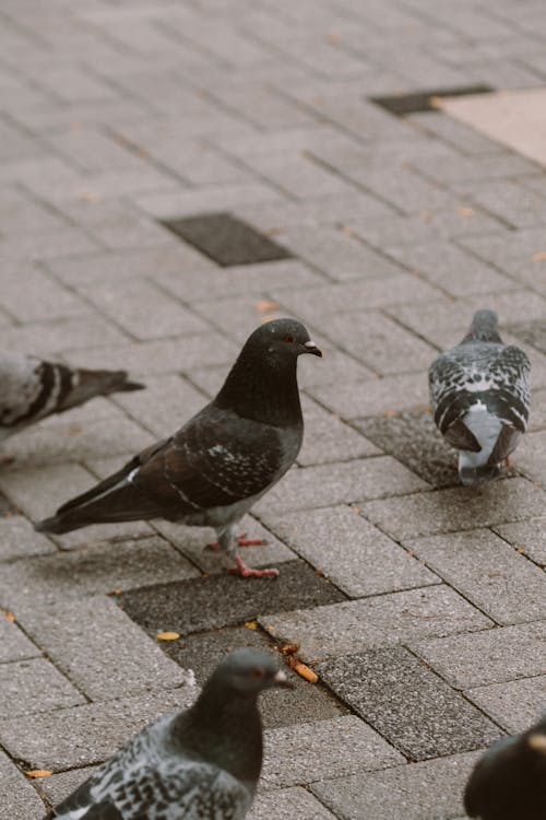 Flock of Pigeons on a Pavement
