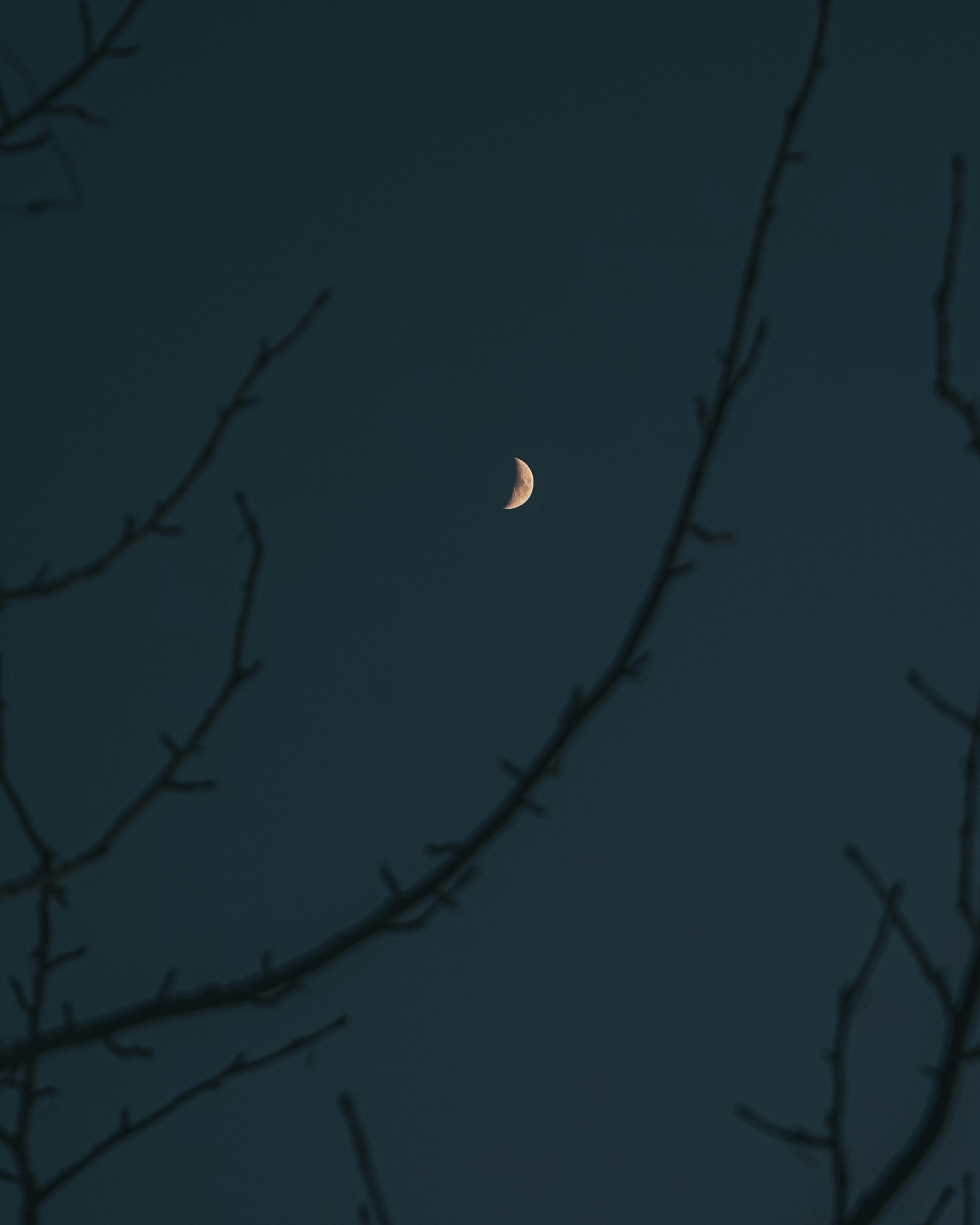 A peaceful night scene featuring a crescent moon framed by barren tree branches against a dark sky.