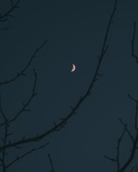 A peaceful night scene featuring a crescent moon framed by barren tree branches against a dark sky.