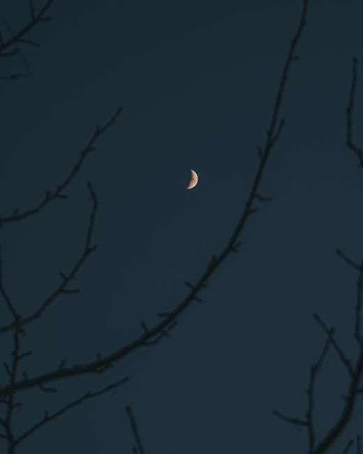 A peaceful night scene featuring a crescent moon framed by barren tree branches against a dark sky.