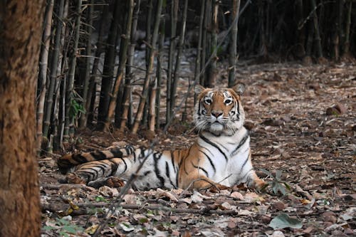 Indian Tiger, Tiger HD Photo, Photography, Manish Photography Bhopal, Manishphotography18