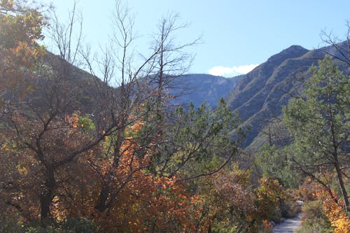 Kostnadsfri bild av bakgrund, bär, bergen