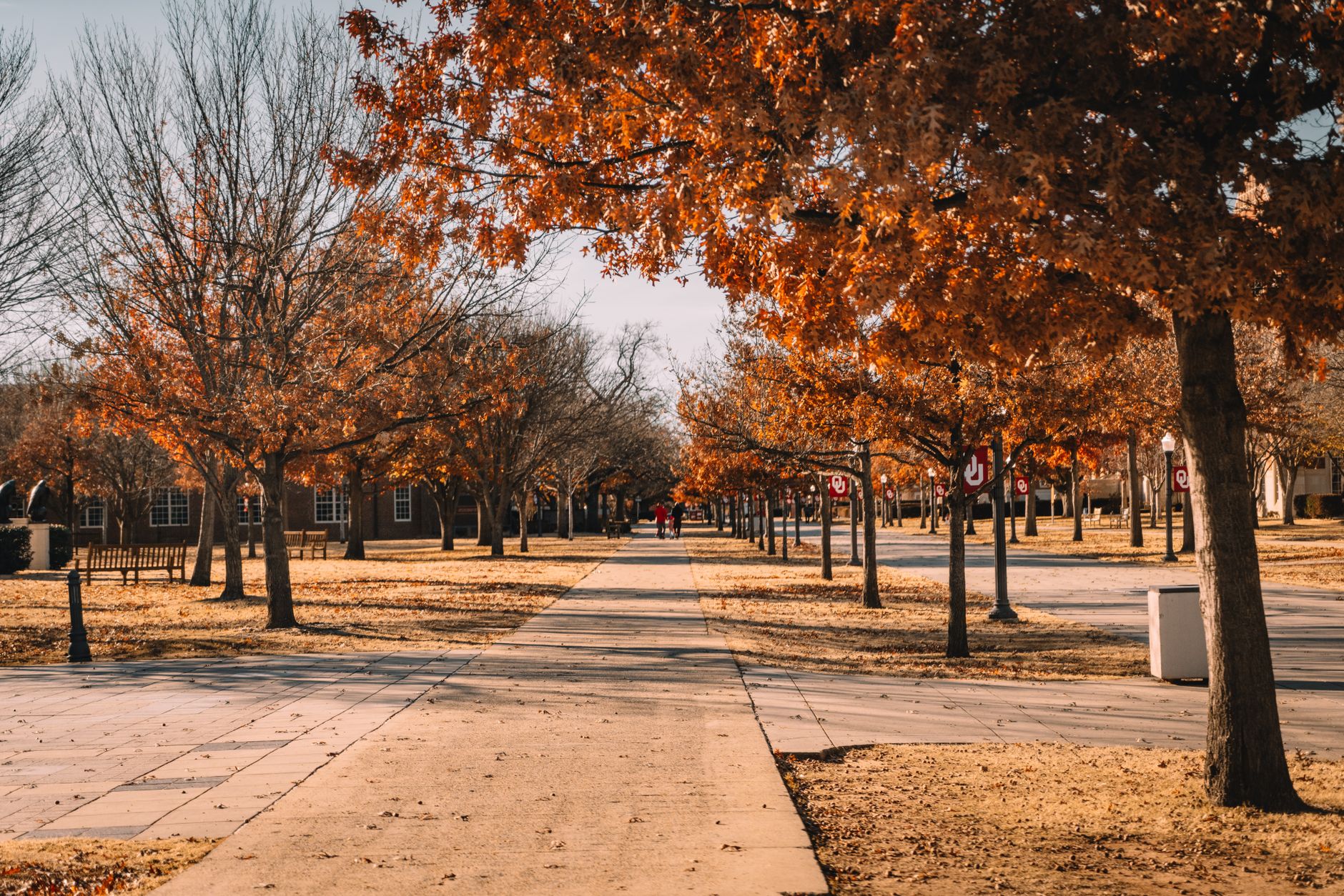 Scenic autumn walkway lined with vibrant orange trees, perfect for a leisurely stroll.