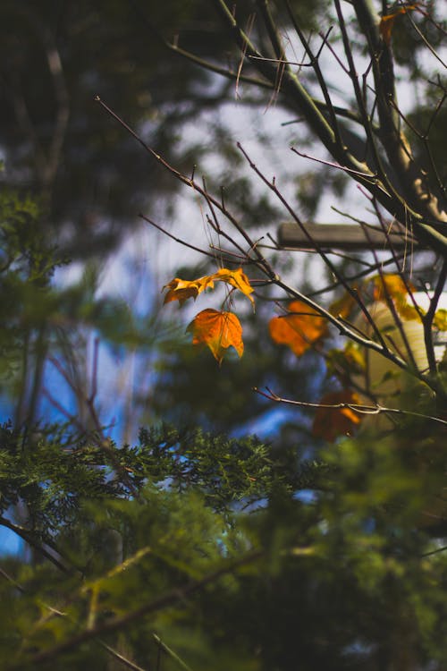 Imagine de stoc gratuită din aparat foto, atmosfera de outono, culori de toamnă