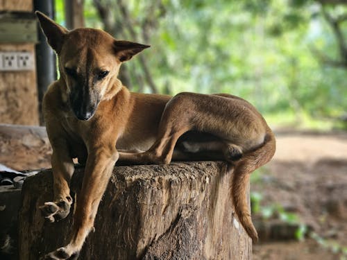 Free Dog on a log  Stock Photo