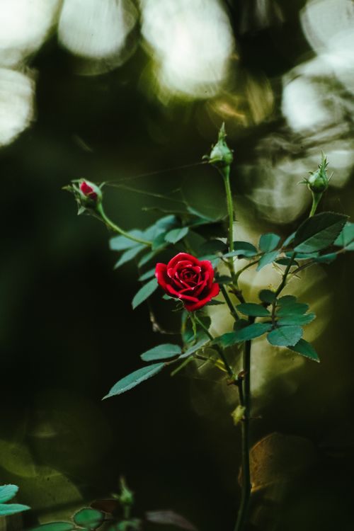 Free Beautiful red rose blooming amidst lush green leaves with soft bokeh background. Stock Photo