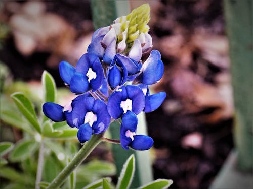 Free stock photo of bluebonnet, wild flower Stock Photo