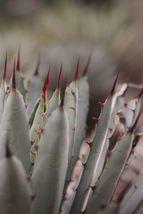 Closeup of a Spiky Succulent