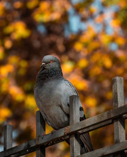 Close-up of a Pigeon Sitting on a Fence 