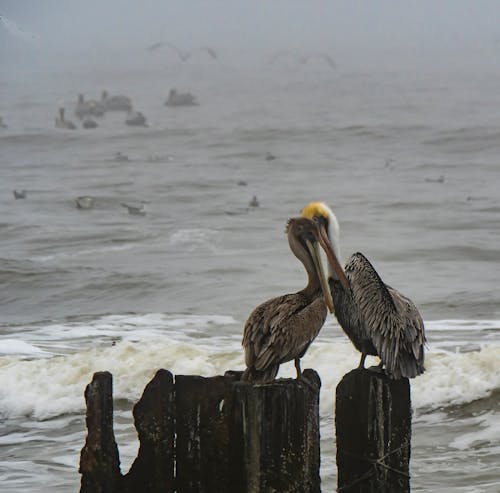 Free stock photo of love, pelicans, water Stock Photo