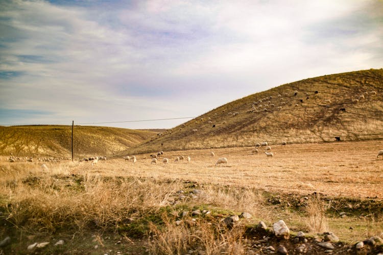 Sheep On A Field In A Valley 