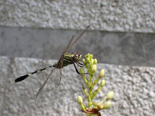 Dragonfly on top of flower