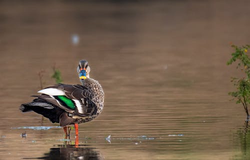 Fotobanka s bezplatnými fotkami na tému fotografie zvierat žijúcich vo voľnej prírode, kačka, príroda