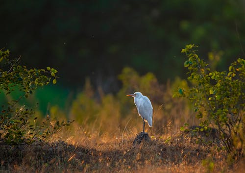 Foto d'estoc gratuïta de Agró blanc, au, fotografia d'animals