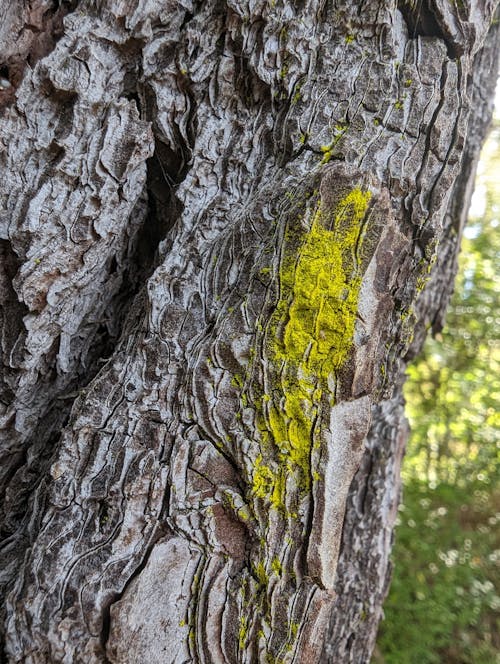 Free stock photo of lichen, nature, texture