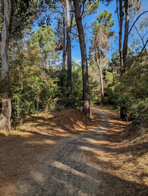 Free stock photo of bike path, hiking, nature