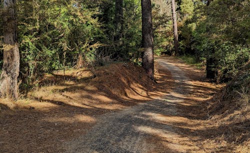 Free stock photo of bike path, hiking, nature