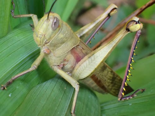 Grasshopper