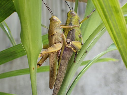 Grasshopper