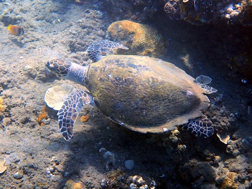 Snorkeling with Turtle in Amed, Bali