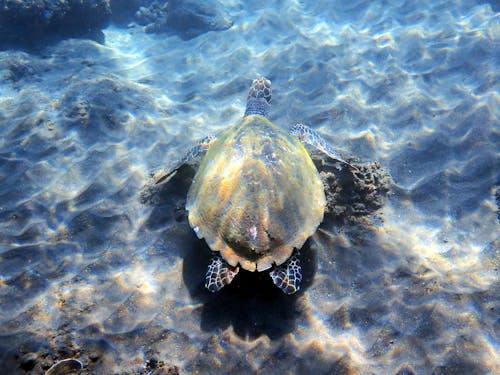 Snorkeling with Turtle in Amed, Bali