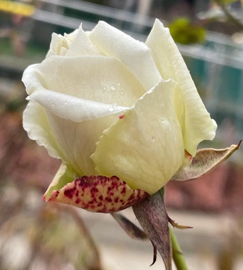 Creamy Rose with Rain Droplets