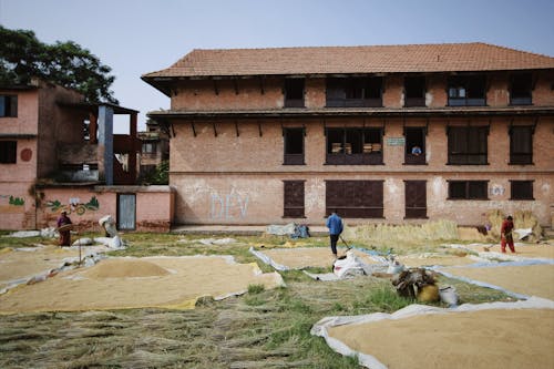 Immagine gratuita di agricoltura, essiccazione all aria, grano