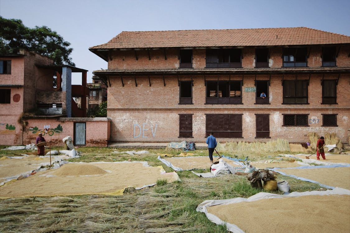 People Working at Air Drying Grain