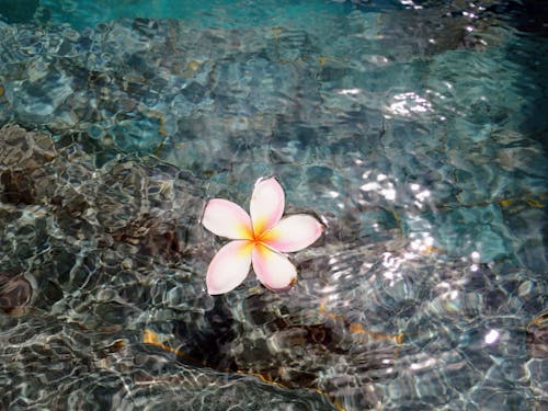 Frangipani Flower