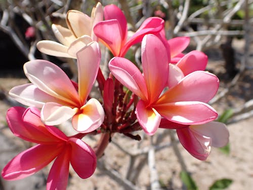 Frangipani Flower